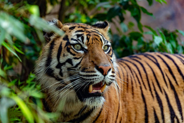 istock sumatra tiger portrait close up while looking at you 973719334