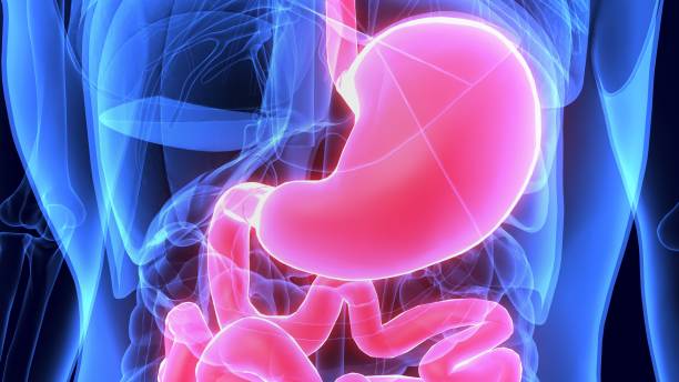 istock 3d Illustration Human Body Digestive system anatomy 973722952