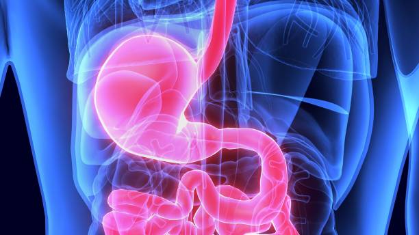 istock 3d Illustration Human Body Digestive system anatomy 973723014