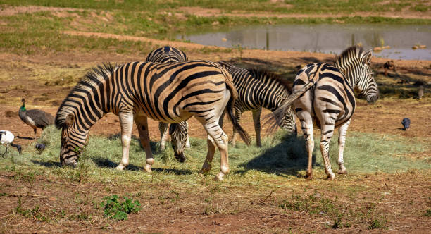 istock A herd of zebras 973723270