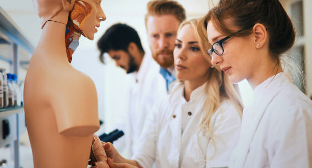 istock Students of medicine examining anatomical model in classroom 973725604