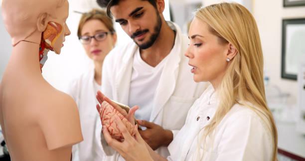 istock Students of medicine examining anatomical model in classroom 973725734