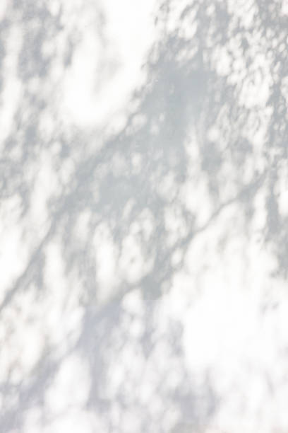 istock Shadow Of Leaves Reflected On The White Wall 973725940