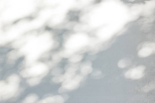 istock Shadow Of Leaves Reflected On The White Wall 973725998