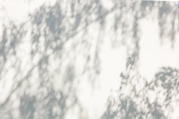 istock Shadow Of Leaves Reflected On The White Wall 973726170