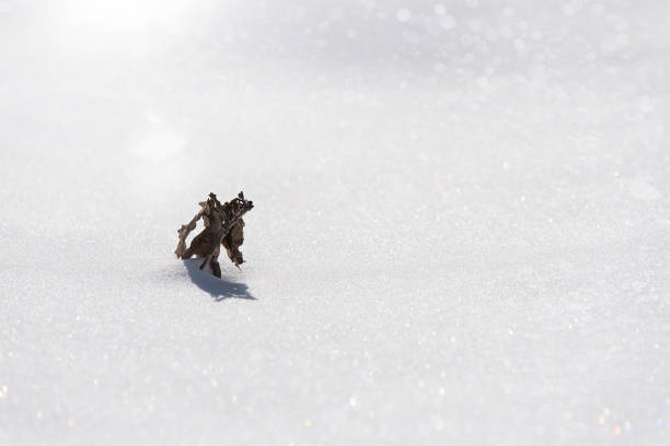 istock Dry plant in the snow 973726482