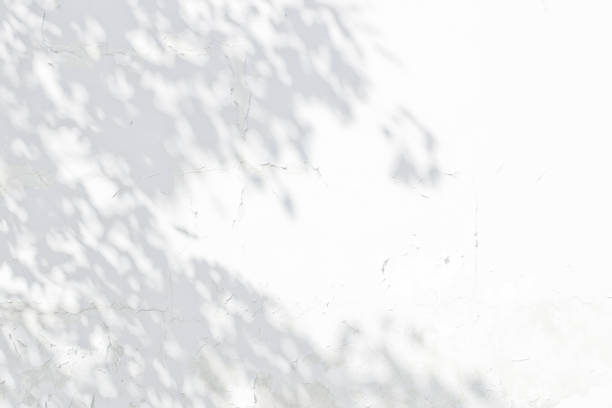 istock Shadow Of Leaves Reflected On The White Wall 973730074