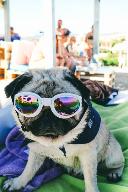 istock Dog in sunglasses on Croatian beach 973731070