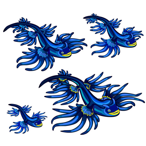 ilustrações, clipart, desenhos animados e ícones de do gênero glaucus atlanticus, o dragão azul, isolado no fundo branco. ilustração de close-up de desenho vetorial - nudibranch