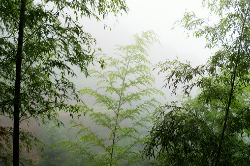 The bamboo forest was in thick fog