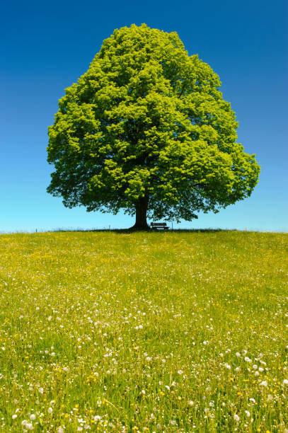 istock single big linden tree in field with perfect treetop 973735506