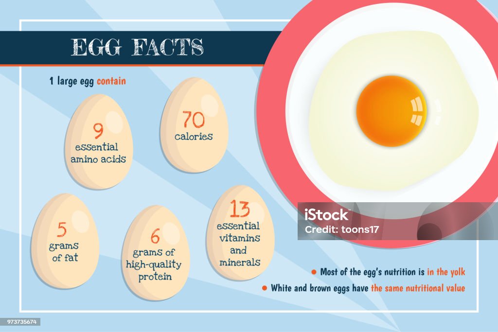 Banner With Realistic Raw Egg Nutrition Infographics Stock