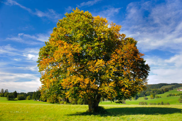 single big beech tree in field with perfect treetop