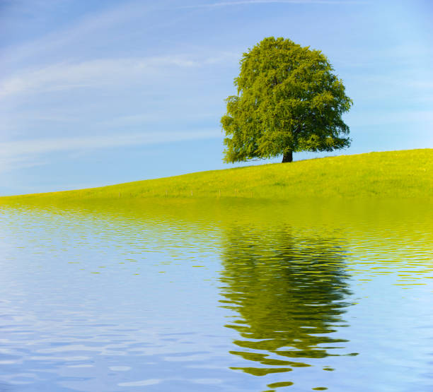 istock single big beech tree in field with perfect treetop 973736104