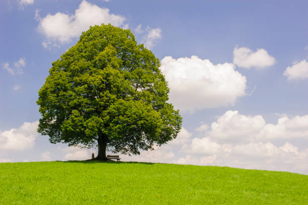 istock single big linden tree in field with perfect treetop 973736164