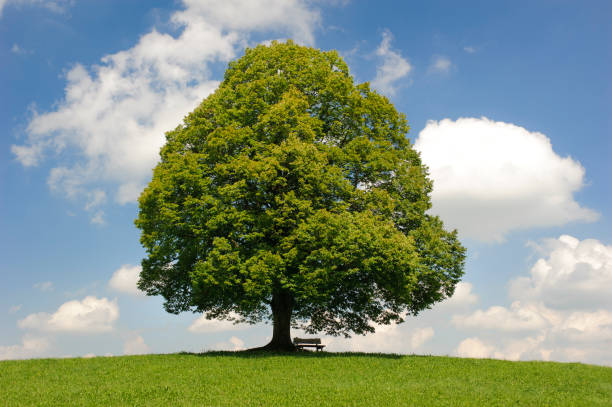 istock single big linden tree in field with perfect treetop 973736334