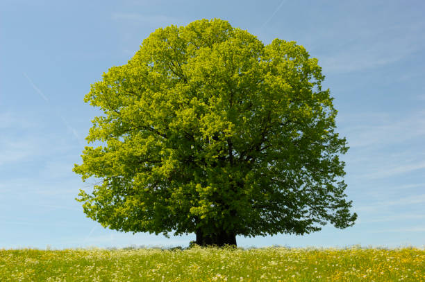 istock single big beech tree in field with perfect treetop 973736462