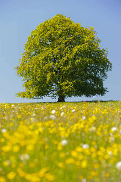 istock single big beech tree in field with perfect treetop 973738952