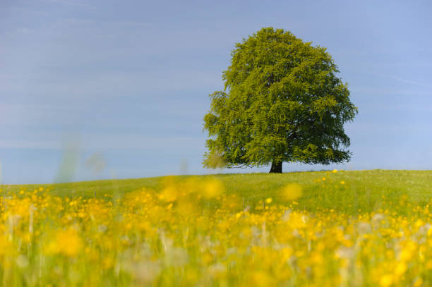 istock single big beech tree in field with perfect treetop 973739132