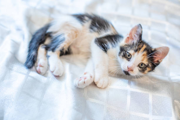 istock Little funny kitten at home. 973740494