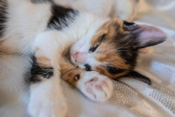 istock Little funny kitten at home. 973740516