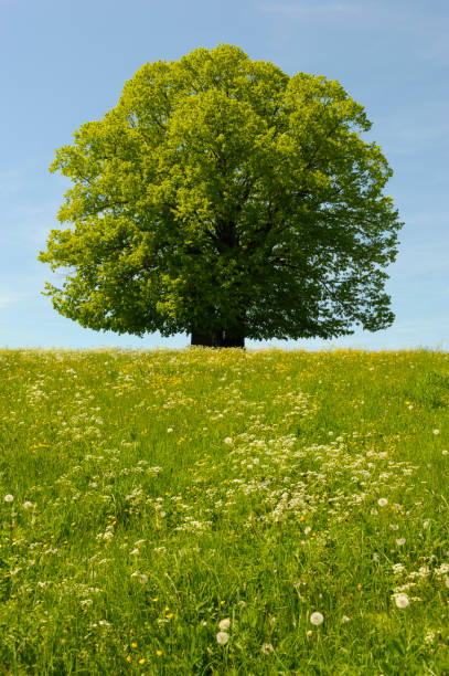 istock single big beech tree in field with perfect treetop 973740890