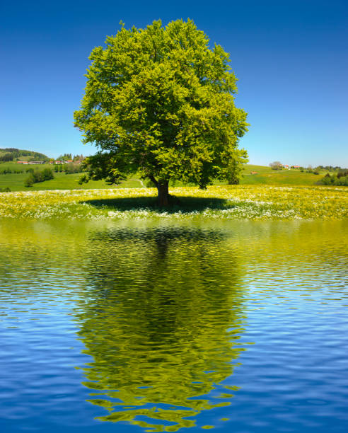 single big beech tree in field with perfect treetop