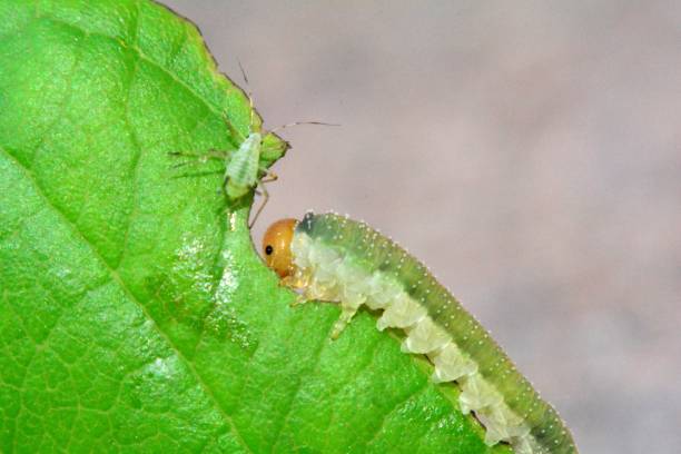 istock Green caterpillar on a leaf with an aphid 973746154