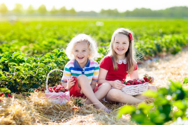 enfants choisir fraise sur le champ de baies en été - 16017 photos et images de collection