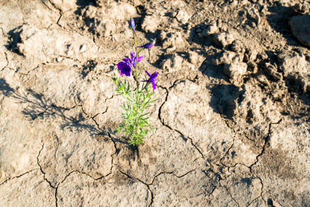 istock flower during a drought, desert 973746678