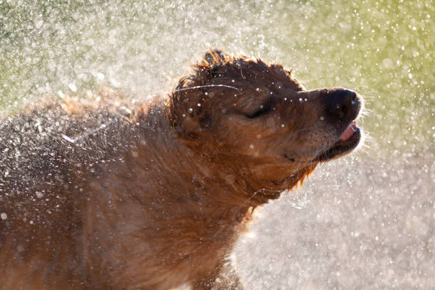 istock Dog shaking off the water after swimming 973751170