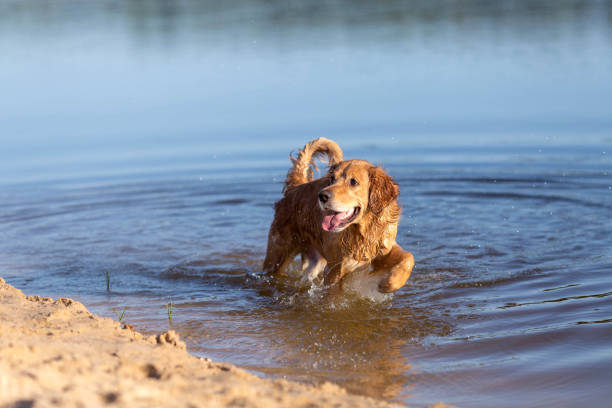 istock Happy dog in the water 973751176