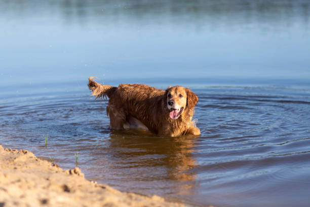 istock Happy golden retriever 973751302