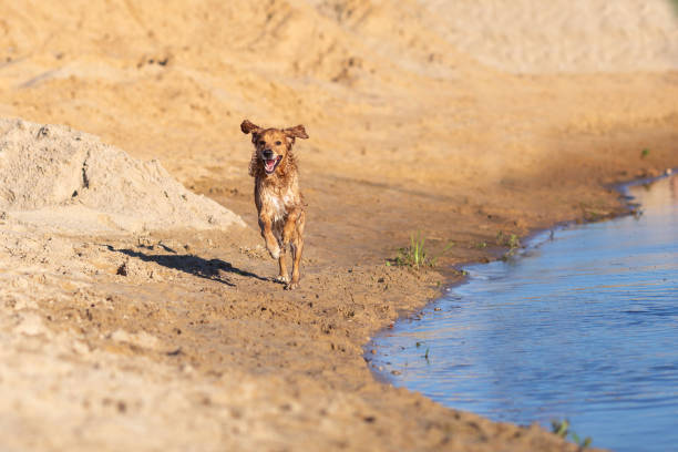 istock Happy wet dog running 973751342