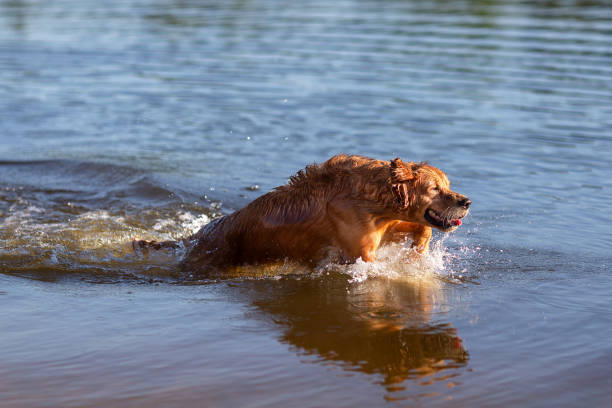 istock Dog having fun in the water 973751986