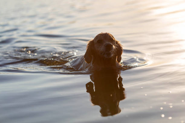 istock Dog swimming in the lake 973753304