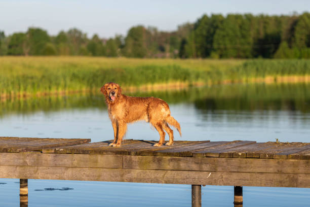 istock Wet golden retriever 973753328