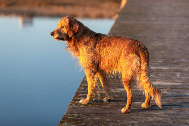 istock Wet golden retriever 973753338