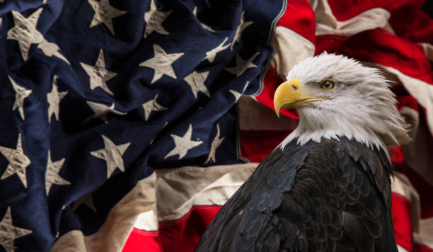 플래그와 함께 미국 흰머리 독수리 - symbol military star eagle 뉴스 사진 이미지
