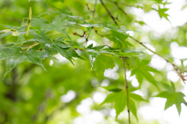 istock Green leaf of Kaede 973757086