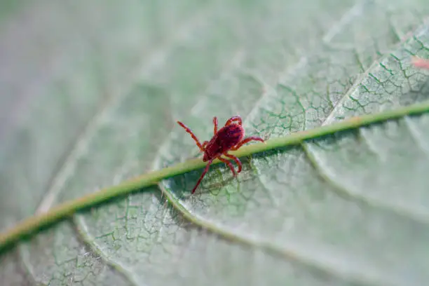 Photo of A dangerous parasite and infection carrier mite