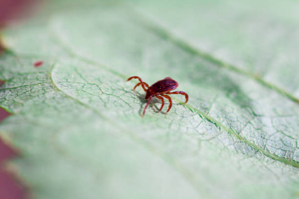 istock A dangerous parasite and infection carrier mite 973758908