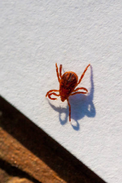 istock A dangerous parasite and infection carrier mite 973761366