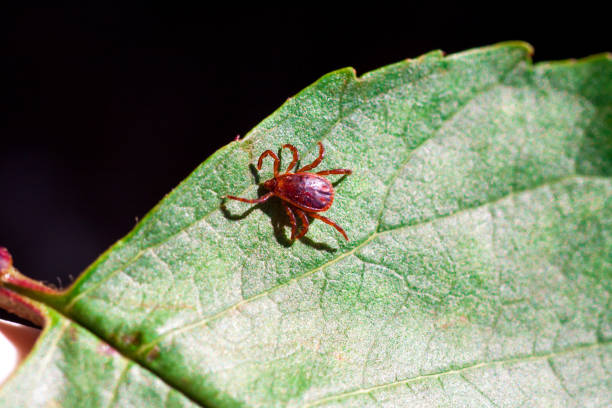 istock A dangerous parasite and infection carrier mite 973761484