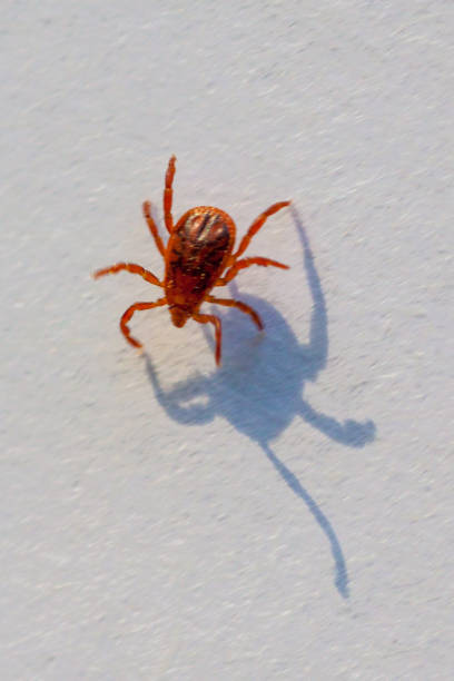 istock A dangerous parasite and infection carrier mite 973761616