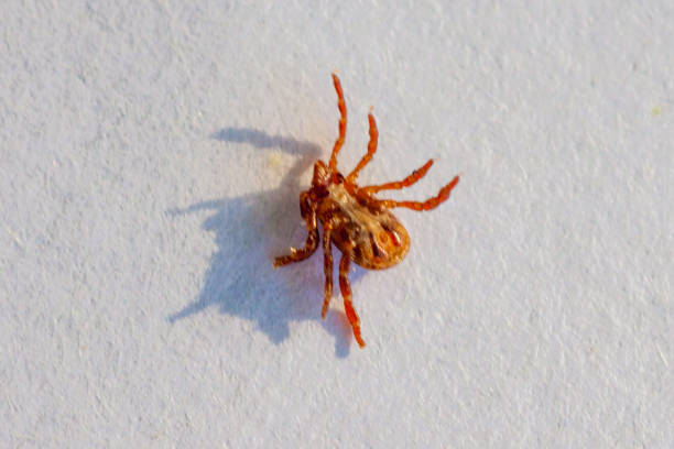 istock A dangerous parasite and infection carrier mite 973761620