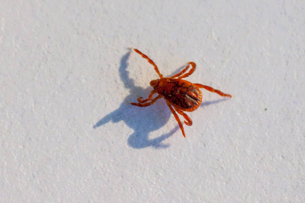 istock A dangerous parasite and infection carrier mite 973761622