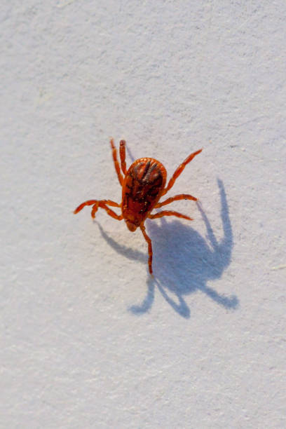 istock A dangerous parasite and infection carrier mite 973761914