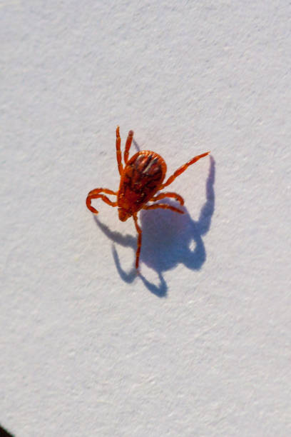 istock A dangerous parasite and infection carrier mite 973761918