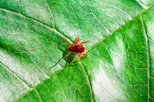 istock A dangerous parasite and infection carrier mite 973762054